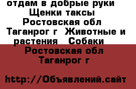 отдам в добрые руки!!! Щенки таксы - Ростовская обл., Таганрог г. Животные и растения » Собаки   . Ростовская обл.,Таганрог г.